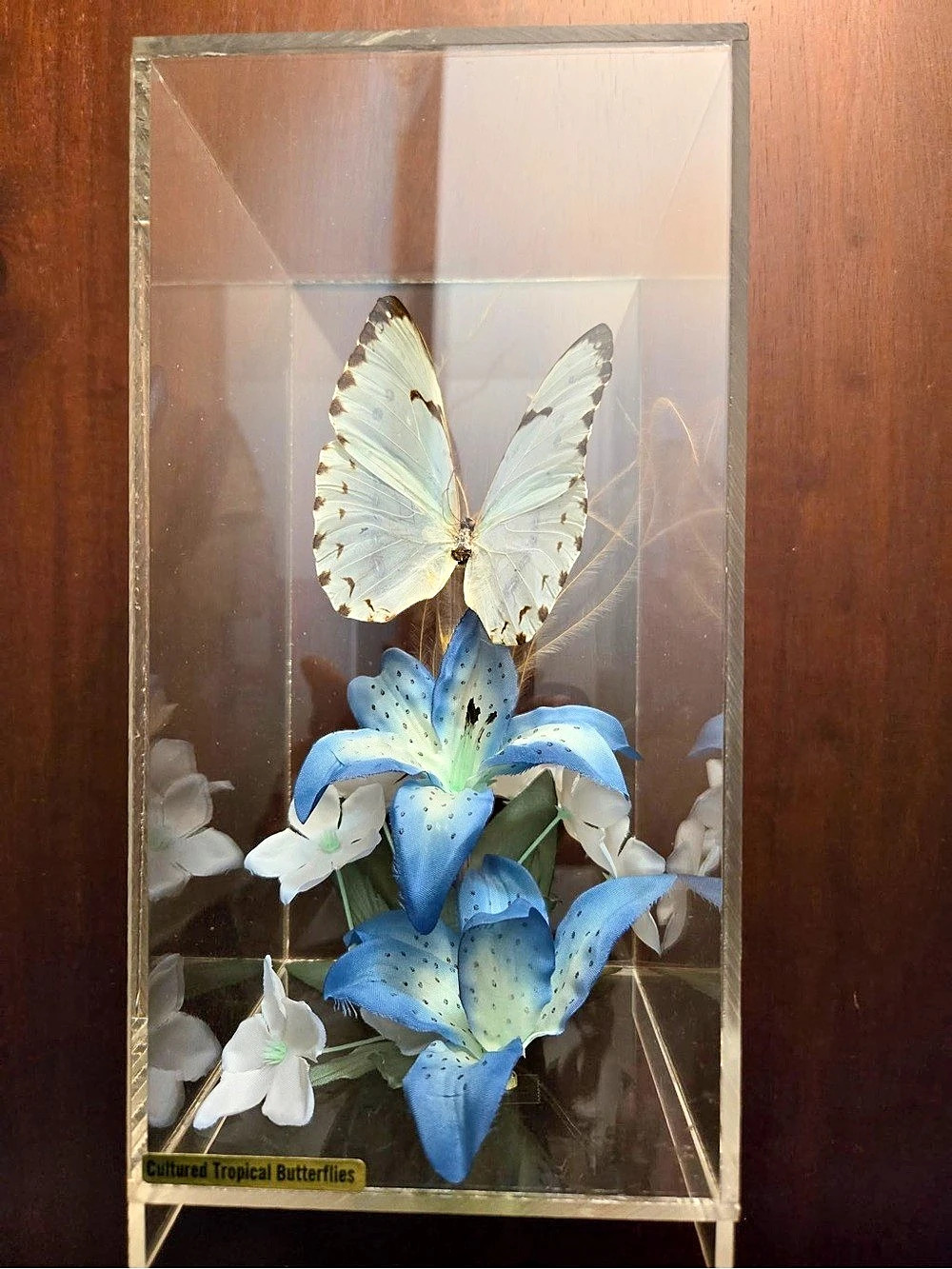 VTG Cultured Tropical Butterflies Real Morpho Butterfly Acrylic Shadow Box